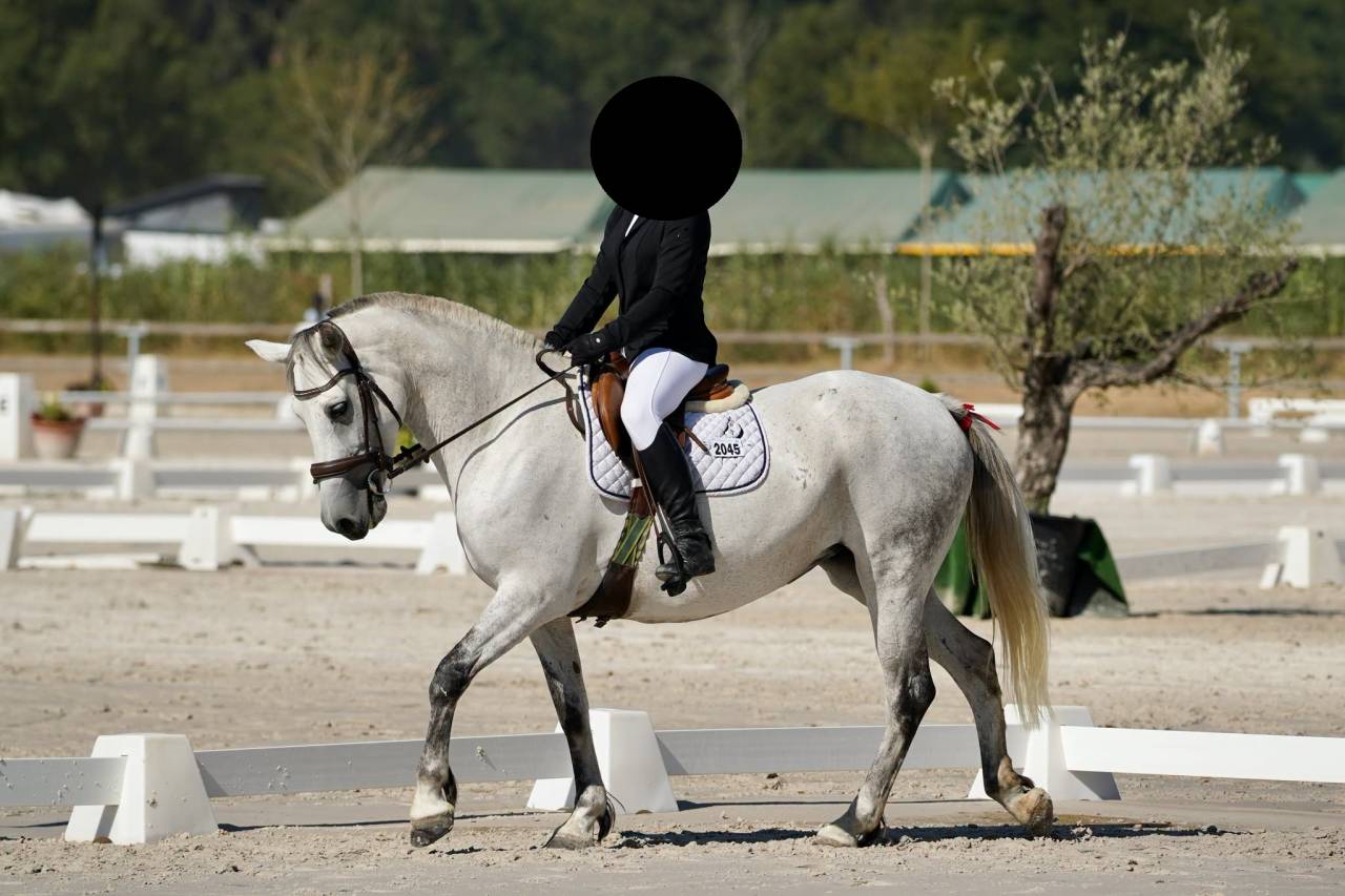 Merrie Connemara Te koop 2016 Isabel ,  SILVER SHADOW