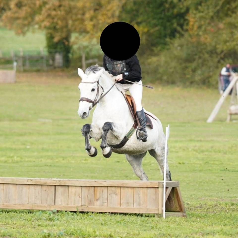 Merrie Connemara Te koop 2016 Isabel ,  SILVER SHADOW