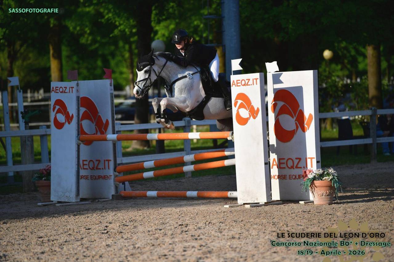 Ruin Franse rijpony PFS Te koop 2008 Bontzwart