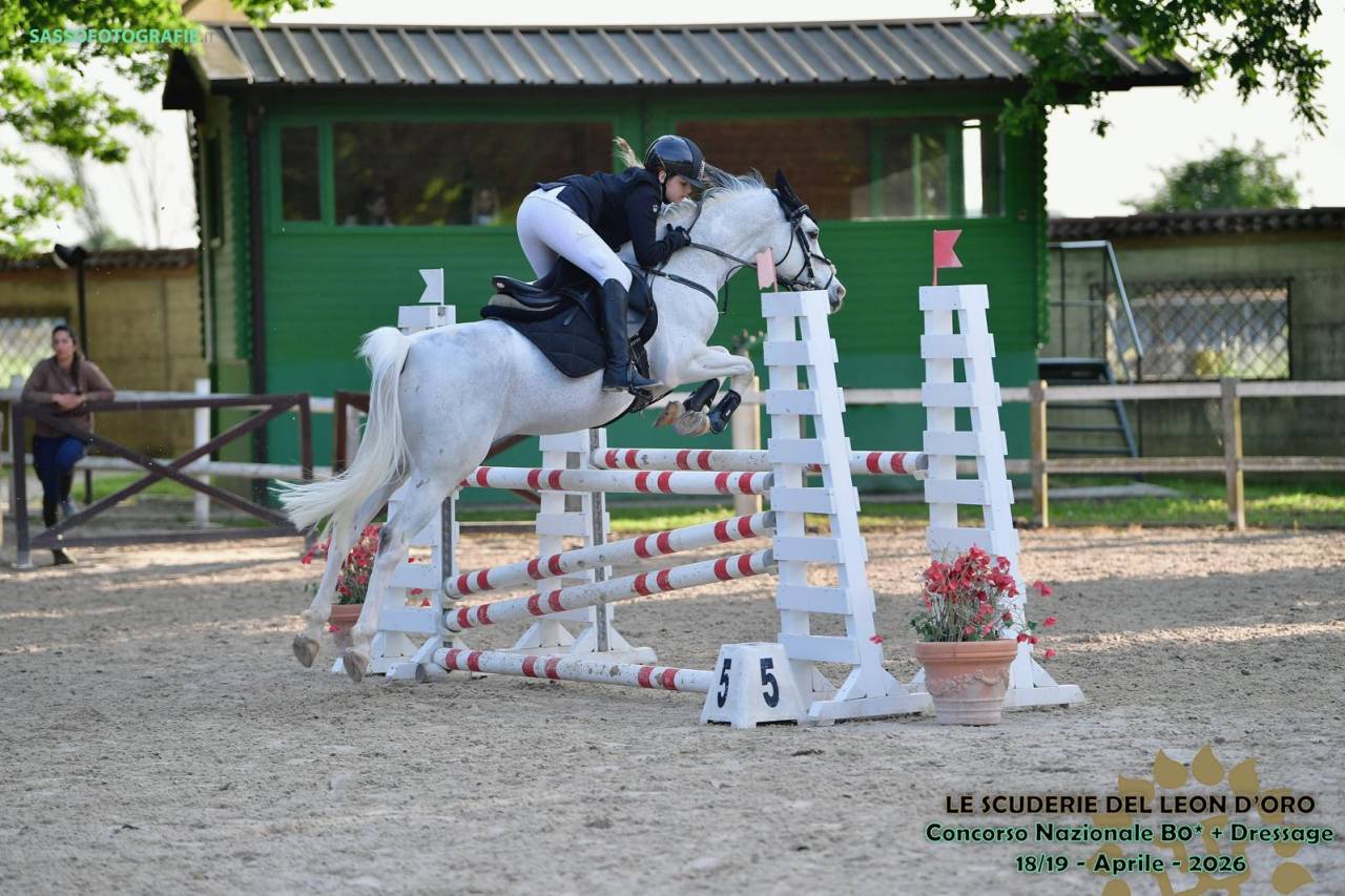 Ruin Franse rijpony PFS Te koop 2008 Bontzwart