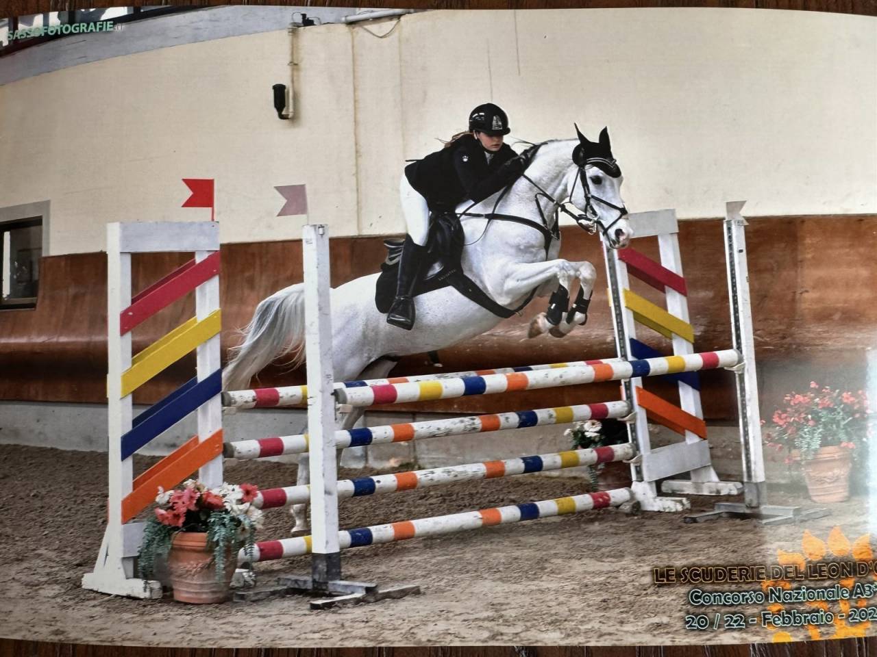 Ruin Franse rijpony PFS Te koop 2008 Bontzwart