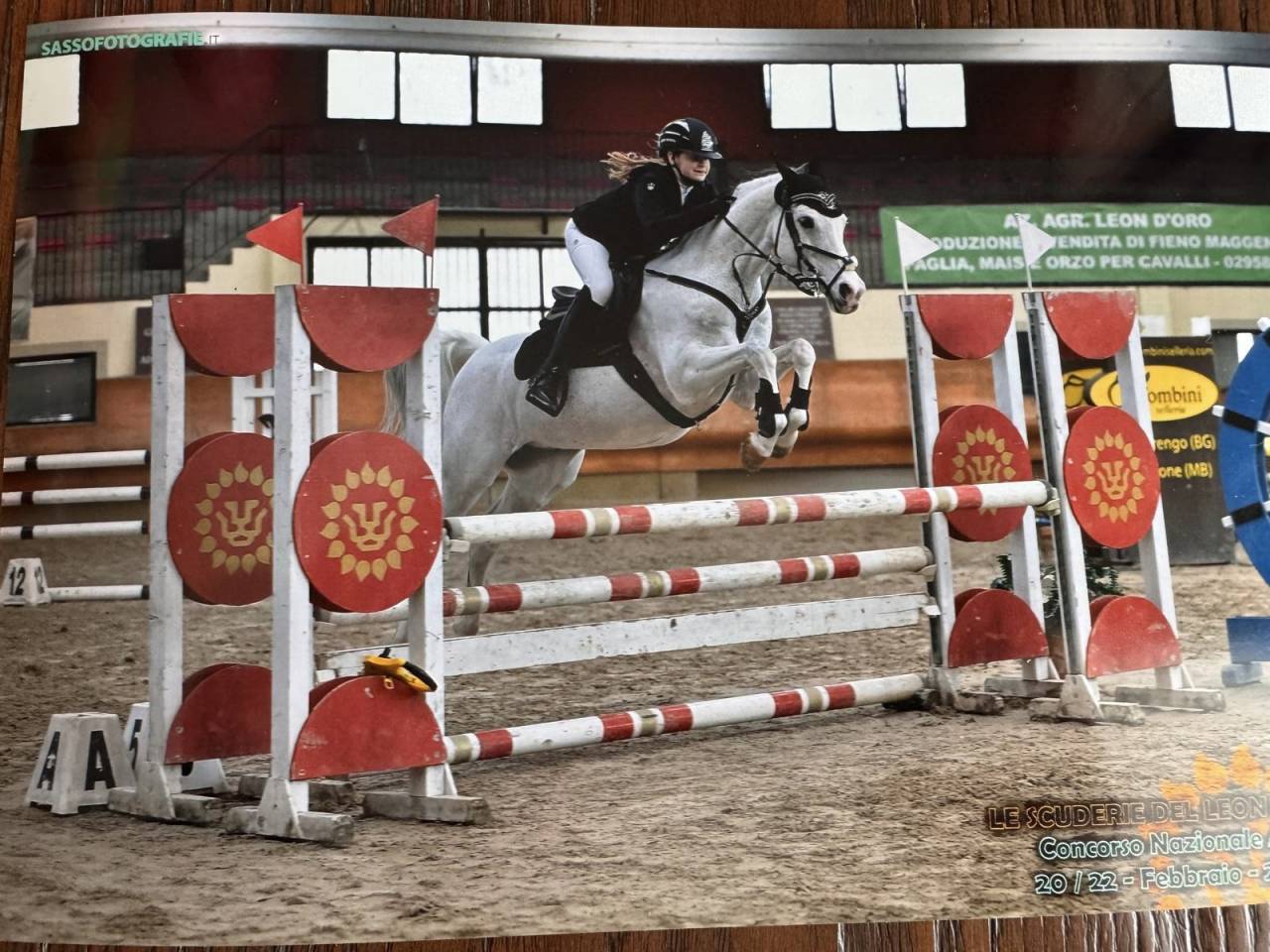 Ruin Franse rijpony PFS Te koop 2008 Bontzwart