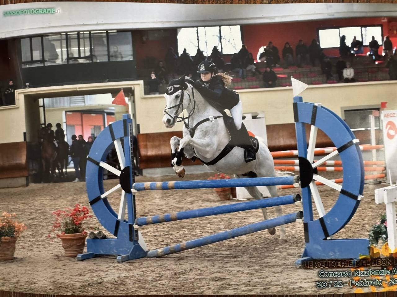 Ruin Franse rijpony PFS Te koop 2008 Bontzwart