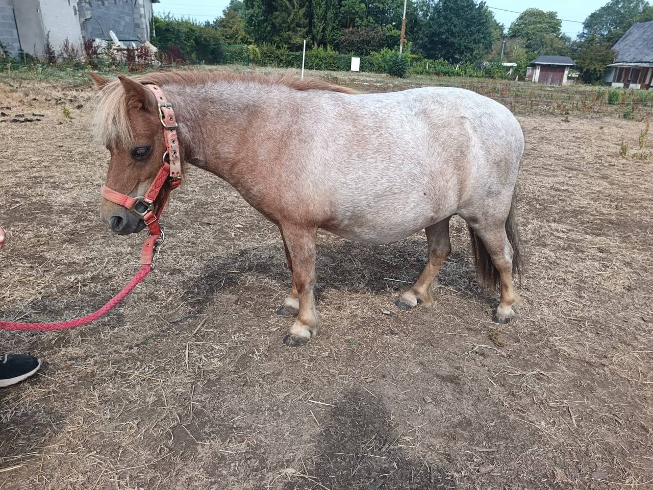 Merrie Shetland Te koop 2023 Palomino