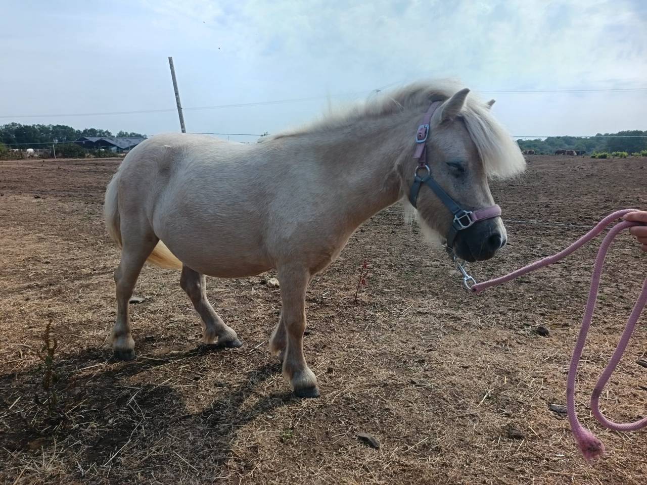 Merrie Shetland Te koop 2023 Palomino