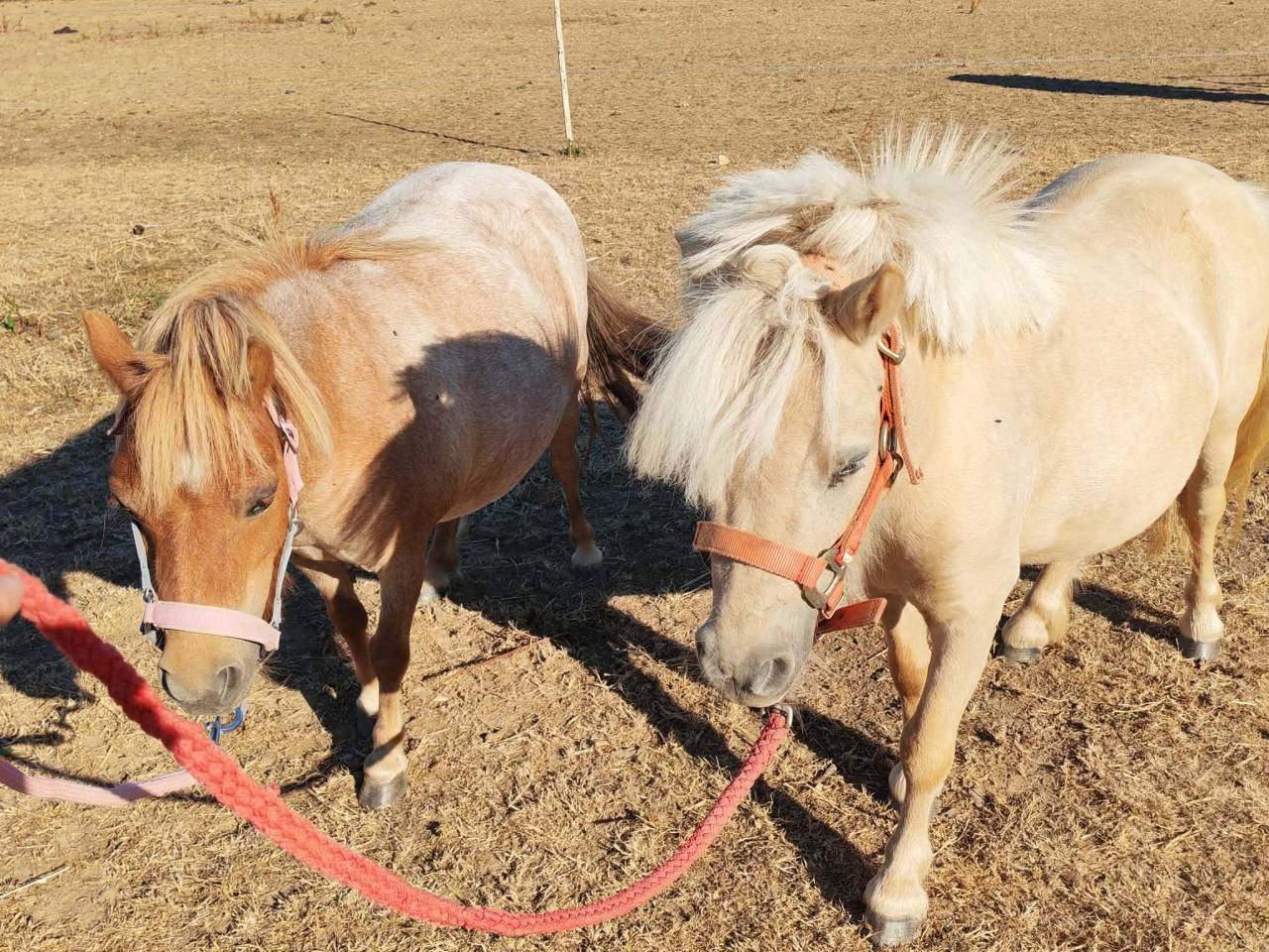Merrie Shetland Te koop 2023 Palomino