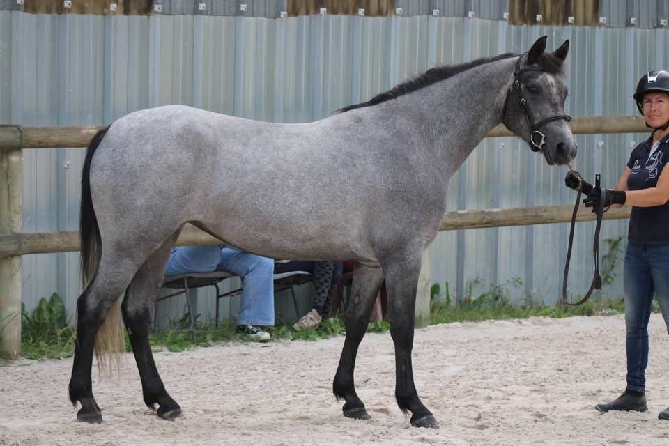 Merrie Connemara Te koop 2023 Bruinroan ,  G&eacute;nie du Ronval