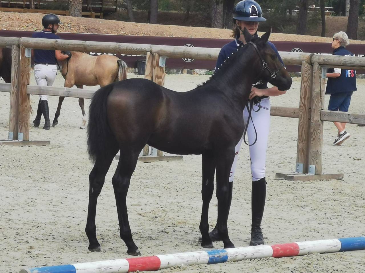 Veulen (ml) Franse rijpony PFS Te koop 2026 Bruin / Bai ,  Jumanji de la poterie