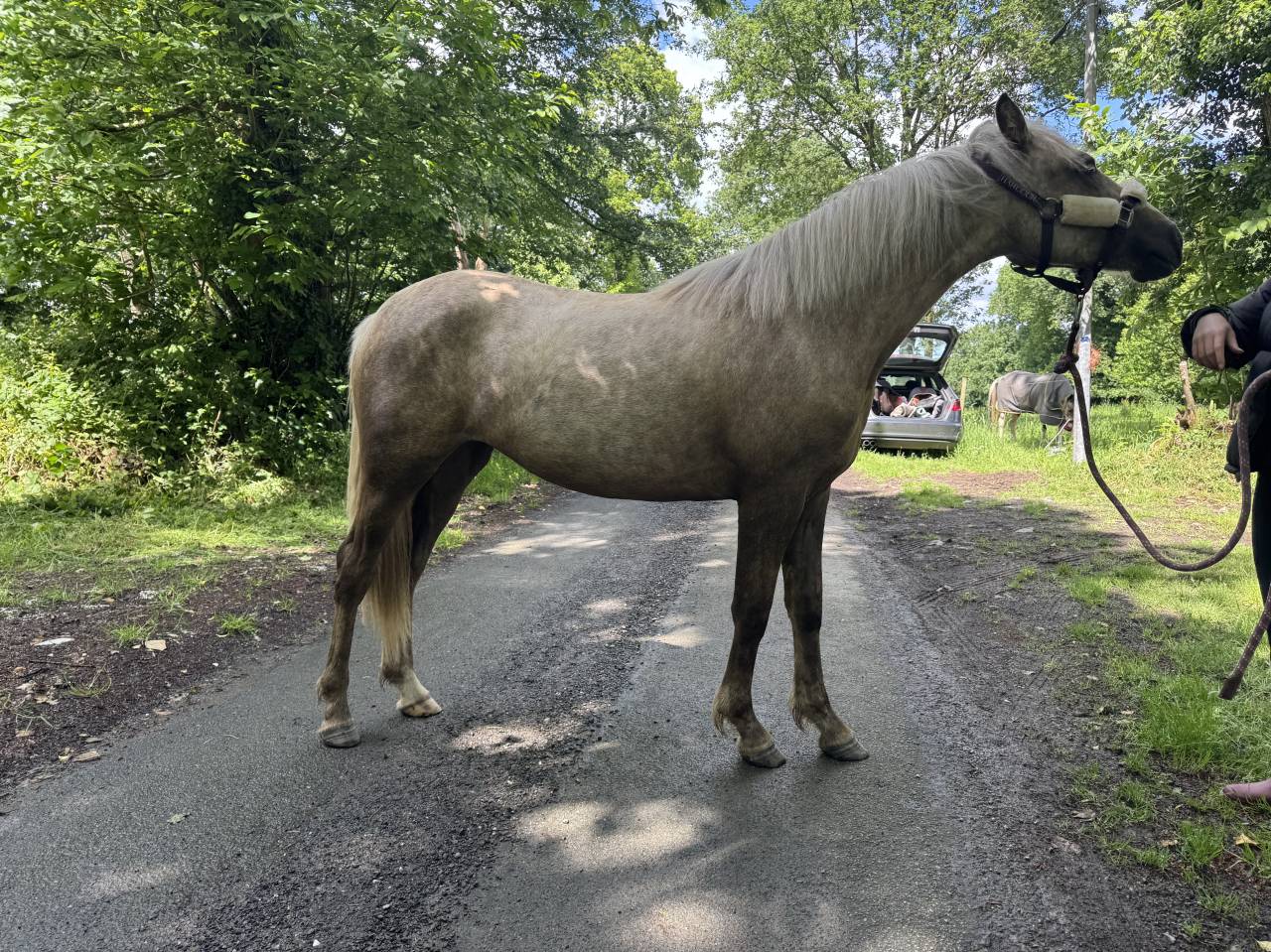 Veulen (vr) Franse rijpony PFS Te koop 2025 Palomino