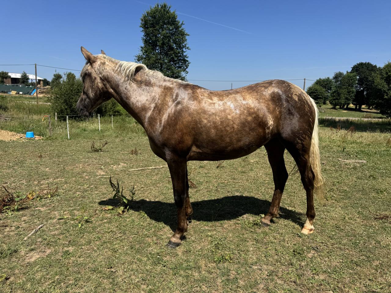 Veulen (vr) Franse rijpony PFS Te koop 2025 Palomino
