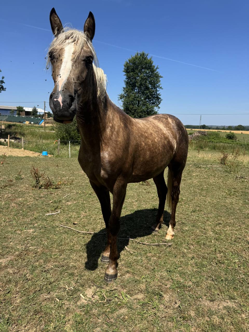 Veulen (vr) Franse rijpony PFS Te koop 2025 Palomino