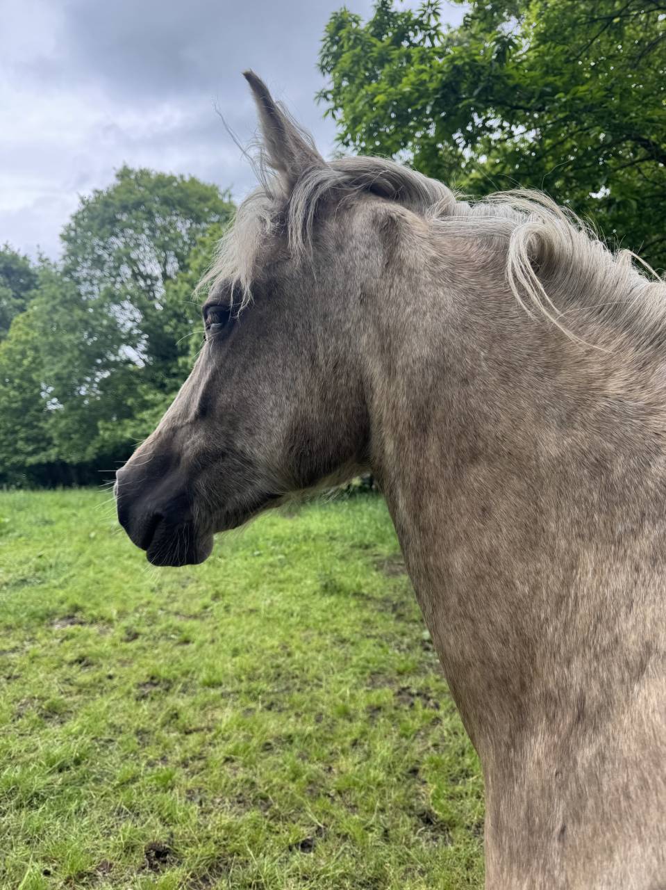 Veulen (vr) Franse rijpony PFS Te koop 2025 Palomino