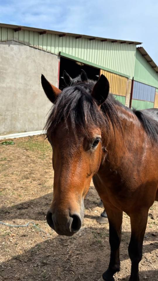 Ruin New Forest Te koop 2023 Donker bruin / bai ,  ROB ROY DU GARON