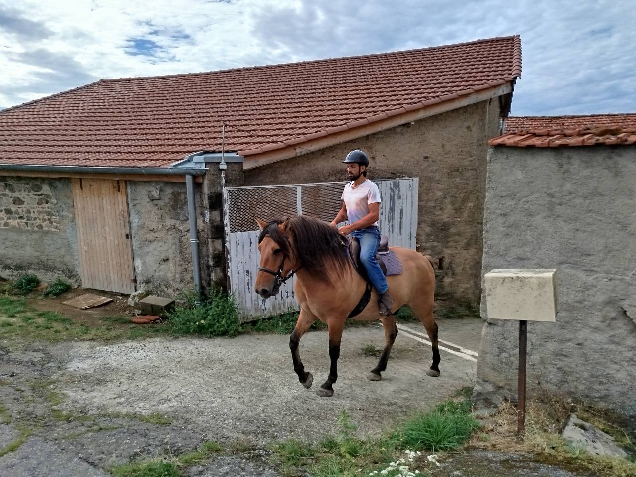 Ruin Ras onbekend Te koop 2018 Donker bruin / bai