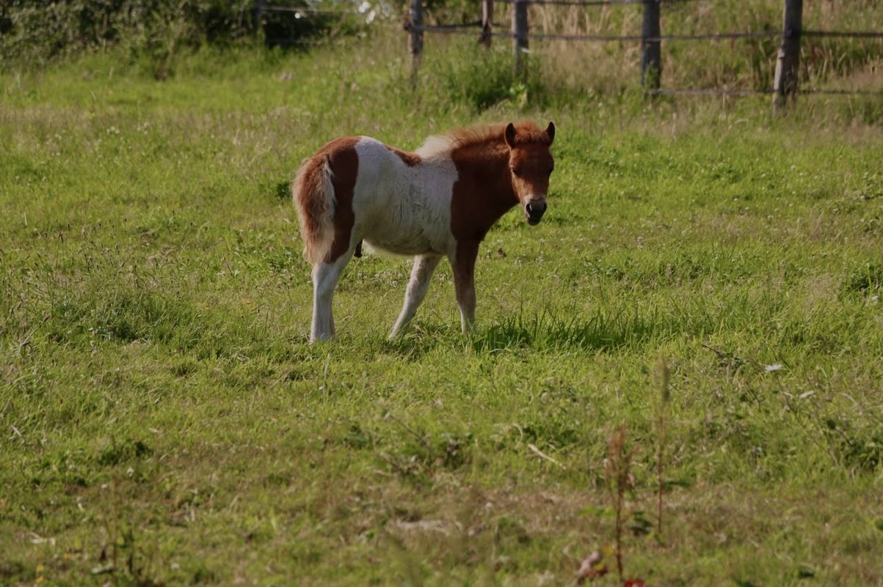 Dekhengst Andere pony rassen Te koop 2026 Overige kleuren ,  Ca&iuml;am d&rsquo;utopie
