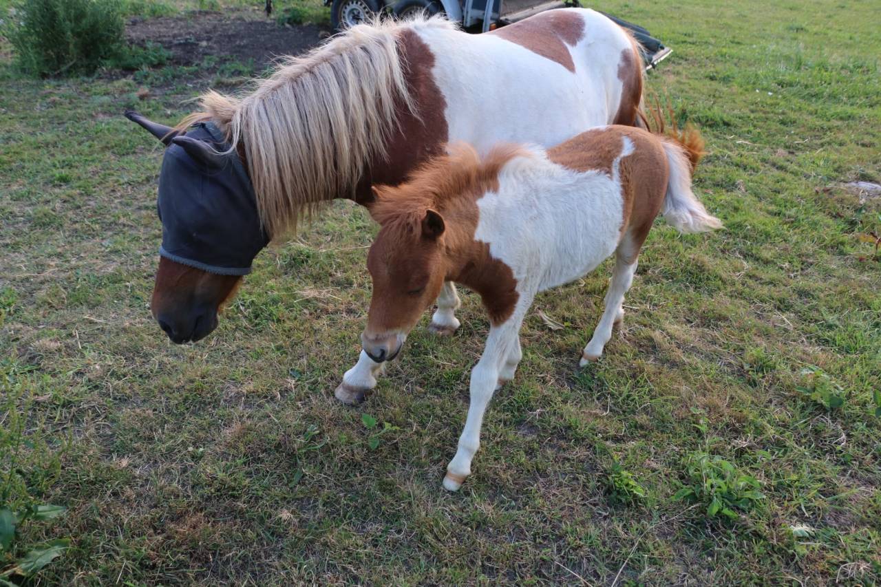 Dekhengst Andere pony rassen Te koop 2026 Overige kleuren ,  Ca&iuml;am d&rsquo;utopie