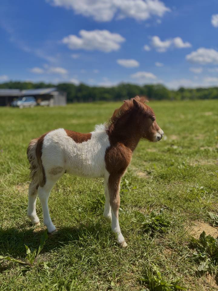 Dekhengst Andere pony rassen Te koop 2026 Overige kleuren ,  Ca&iuml;am d&rsquo;utopie
