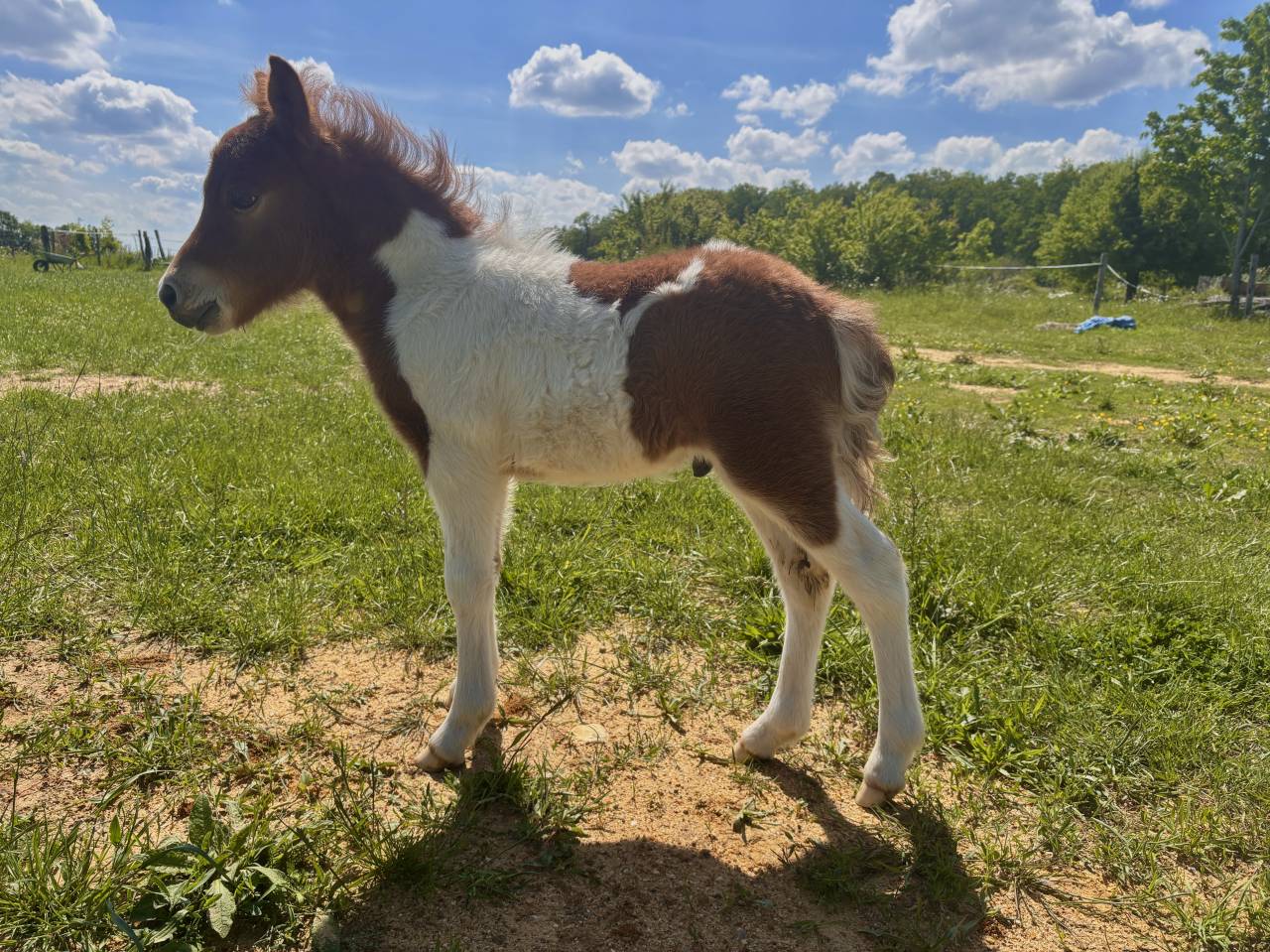 Dekhengst Andere pony rassen Te koop 2026 Overige kleuren ,  Ca&iuml;am d&rsquo;utopie