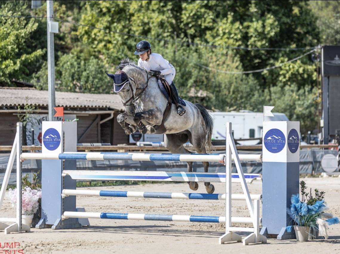 Ruin Selle Fran&ccedil;ais Te koop 2019 Schimmel