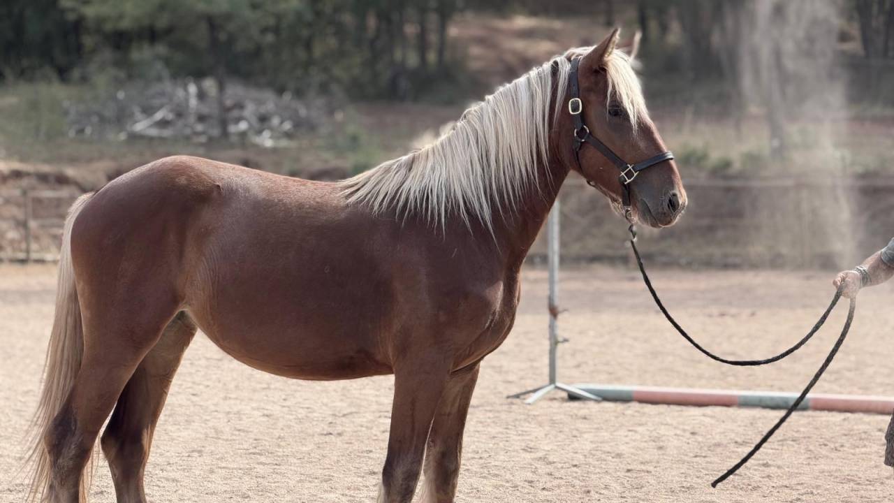 Merrie Bekend ras Te koop 2024 Lichte manen en staart