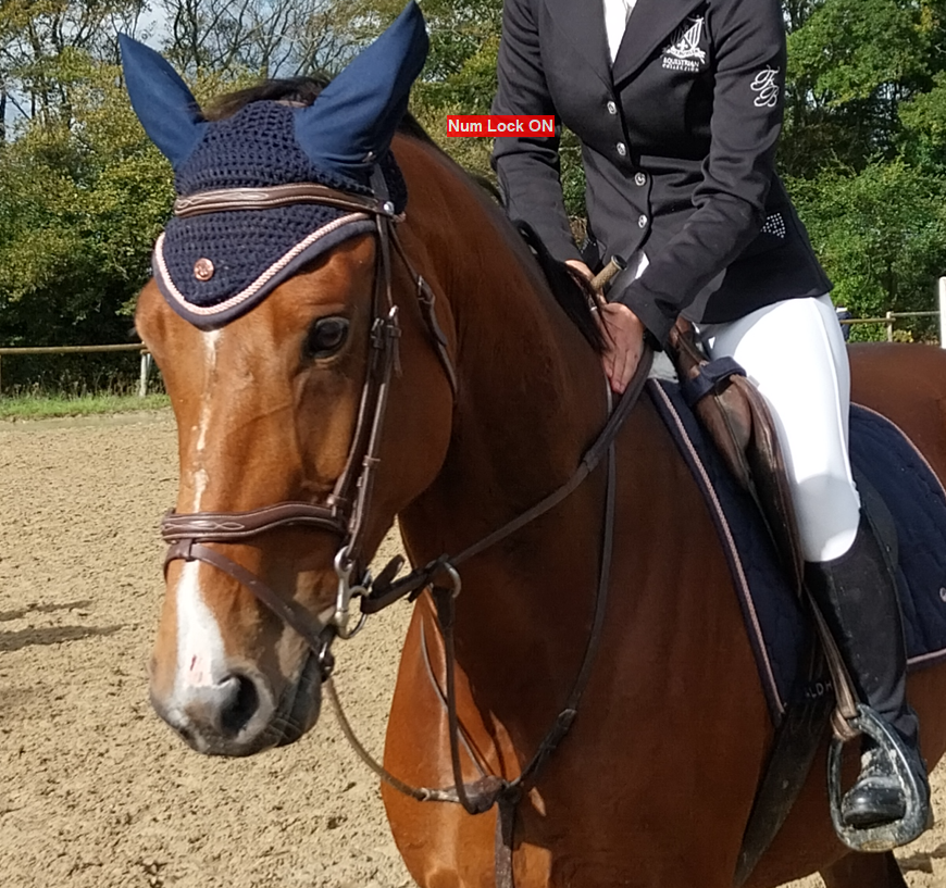 Merrie Selle Fran&ccedil;ais Te koop 2019 Donker bruin / bai ,  URANO DE CARTIGNY
