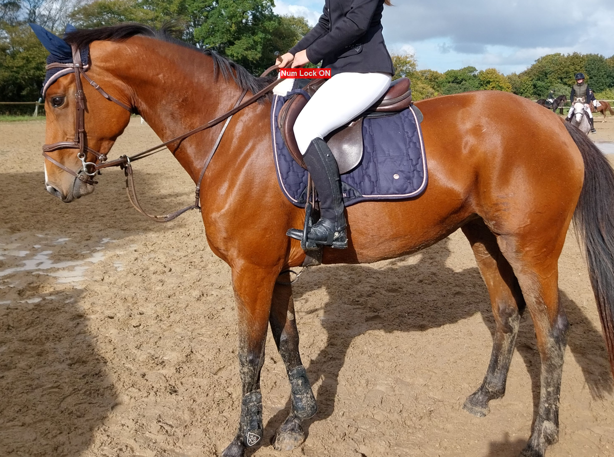Merrie Selle Fran&ccedil;ais Te koop 2019 Donker bruin / bai ,  URANO DE CARTIGNY