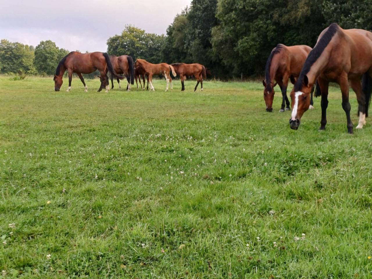 Merrie Selle Fran&ccedil;ais Te koop 2019 Donker bruin / bai ,  URANO DE CARTIGNY