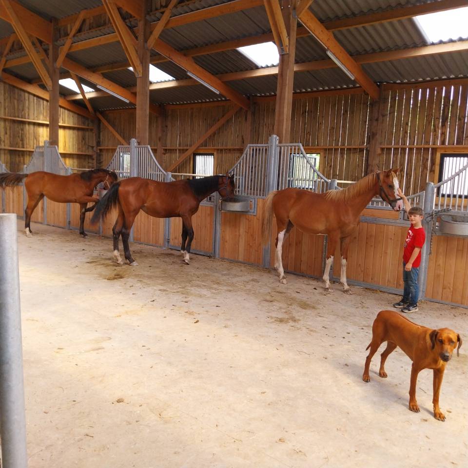 Merrie Selle Fran&ccedil;ais Te koop 2019 Donker bruin / bai ,  URANO DE CARTIGNY