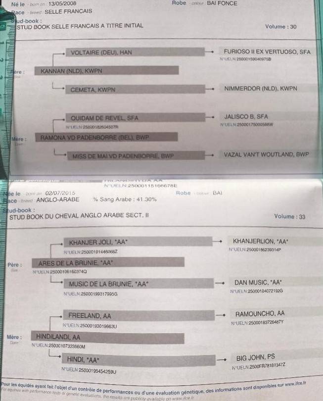 Merrie Selle Fran&ccedil;ais Te koop 2023 Donker bruin / bai ,  ULHAN DU TEMPLE