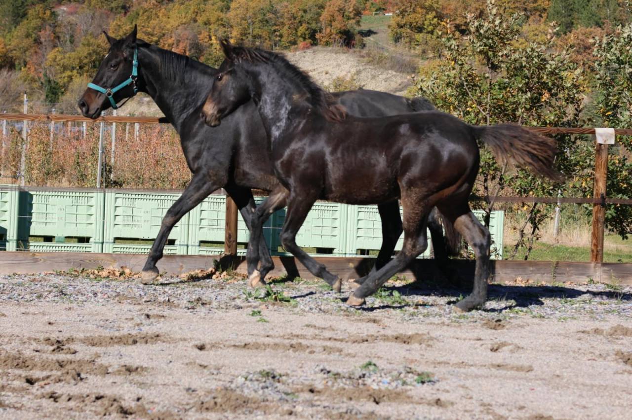 Merrie Selle Fran&ccedil;ais Te koop 2025 Bruin / Bai