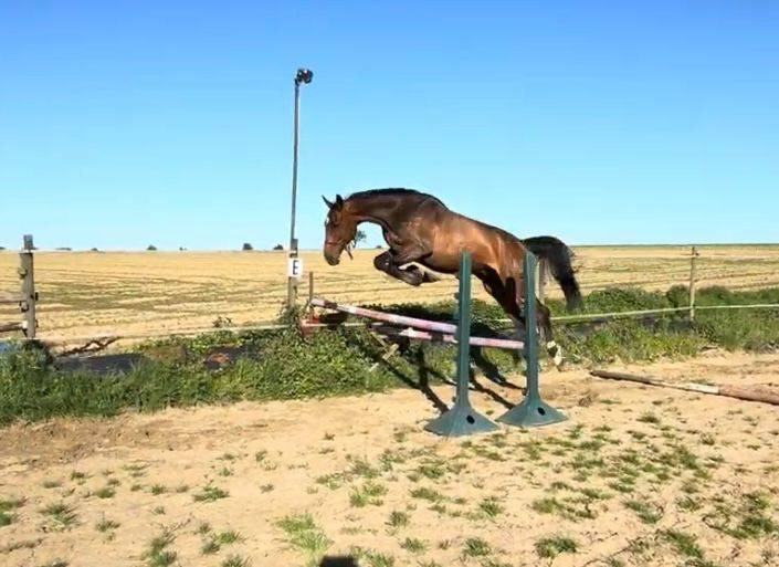 Ruin Zangersheide Te koop 2018 Donker bruin / bai