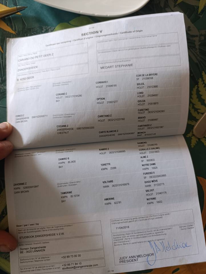 Ruin Zangersheide Te koop 2018 Donker bruin / bai
