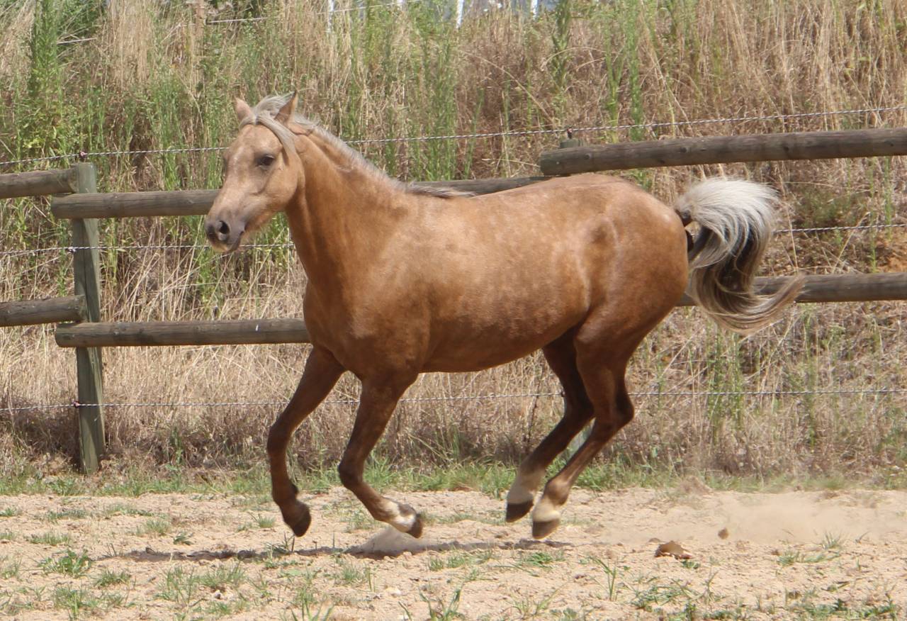 Merrie Welsh Pony (Section B) Te koop 2020 Palomino ,  NORTHLIGHT CONCERTO