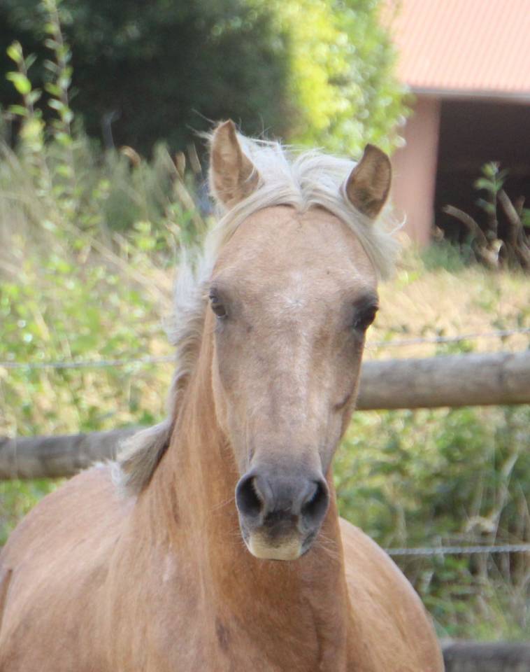 Merrie Welsh Pony (Section B) Te koop 2020 Palomino ,  NORTHLIGHT CONCERTO