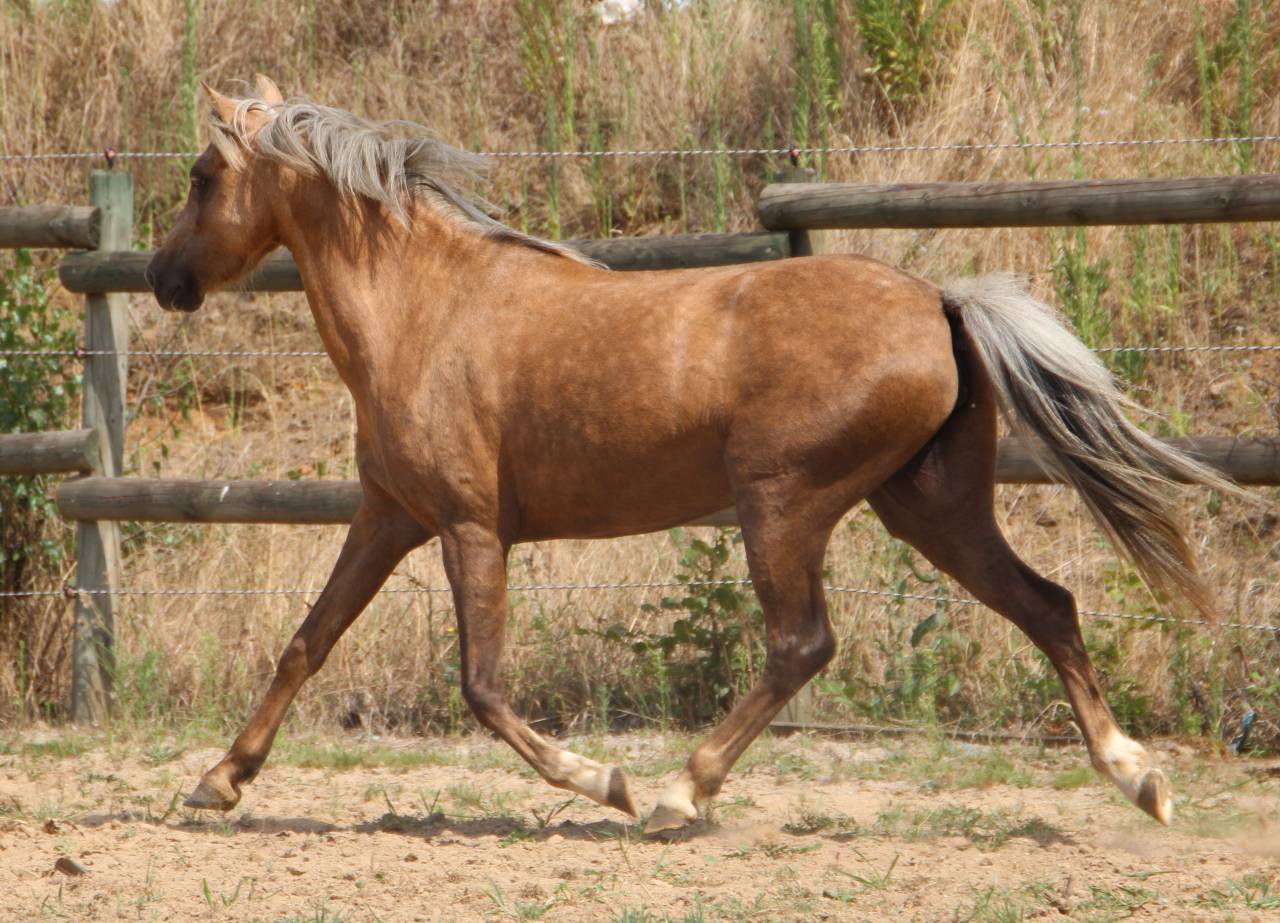 Merrie Welsh Pony (Section B) Te koop 2020 Palomino ,  NORTHLIGHT CONCERTO