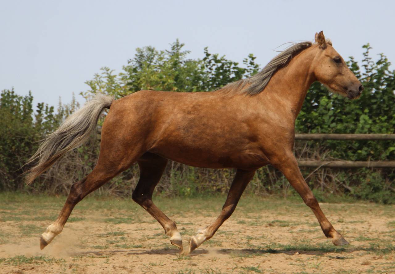 Merrie Welsh Pony (Section B) Te koop 2020 Palomino ,  NORTHLIGHT CONCERTO
