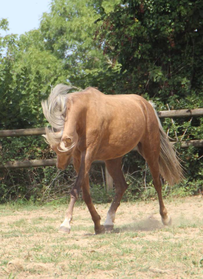 Merrie Welsh Pony (Section B) Te koop 2020 Palomino ,  NORTHLIGHT CONCERTO