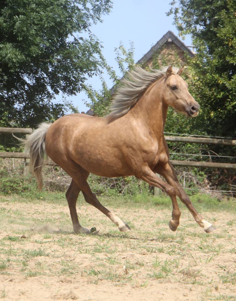 Merrie Welsh Pony (Section B) Te koop 2020 Palomino ,  NORTHLIGHT CONCERTO