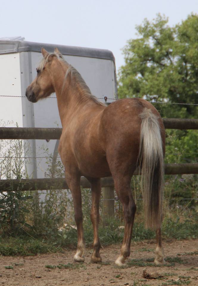 Merrie Welsh Pony (Section B) Te koop 2020 Palomino ,  NORTHLIGHT CONCERTO