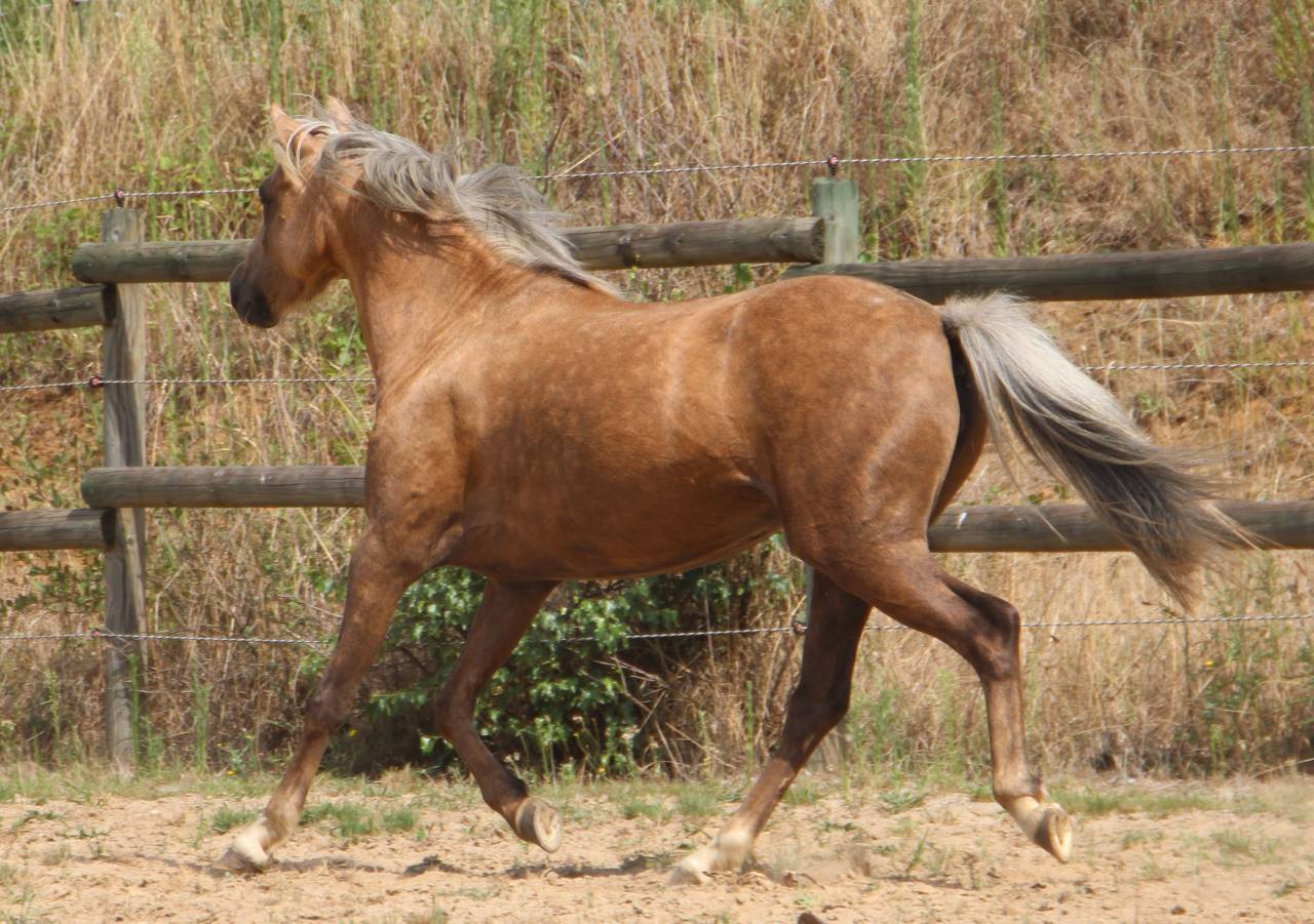 Merrie Welsh Pony (Section B) Te koop 2020 Palomino ,  NORTHLIGHT CONCERTO