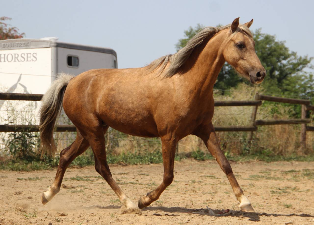 Merrie Welsh Pony (Section B) Te koop 2020 Palomino ,  NORTHLIGHT CONCERTO