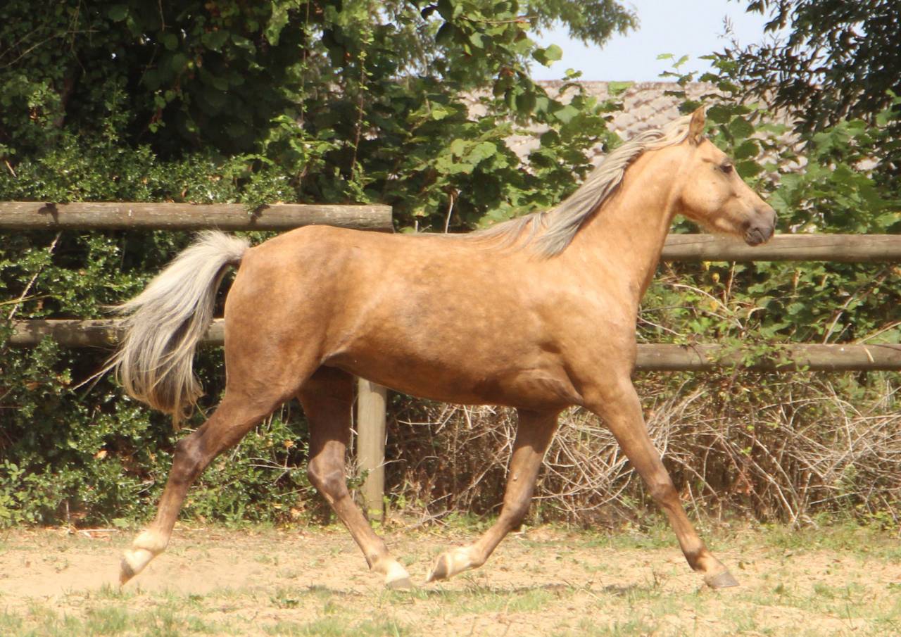 Merrie Welsh Pony (Section B) Te koop 2020 Palomino ,  NORTHLIGHT CONCERTO