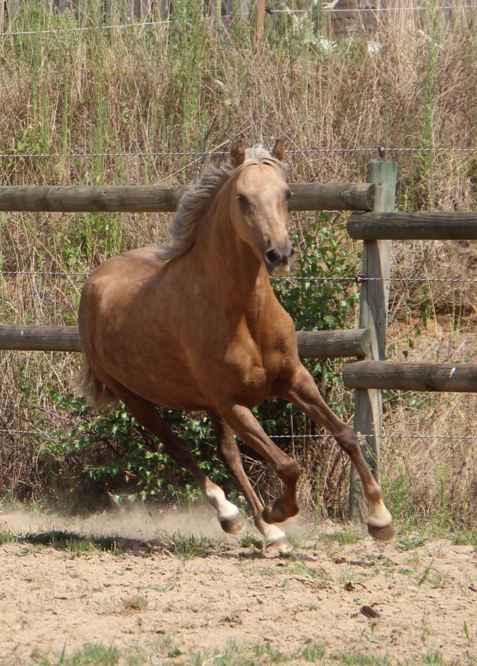 Merrie Welsh Pony (Section B) Te koop 2020 Palomino ,  NORTHLIGHT CONCERTO