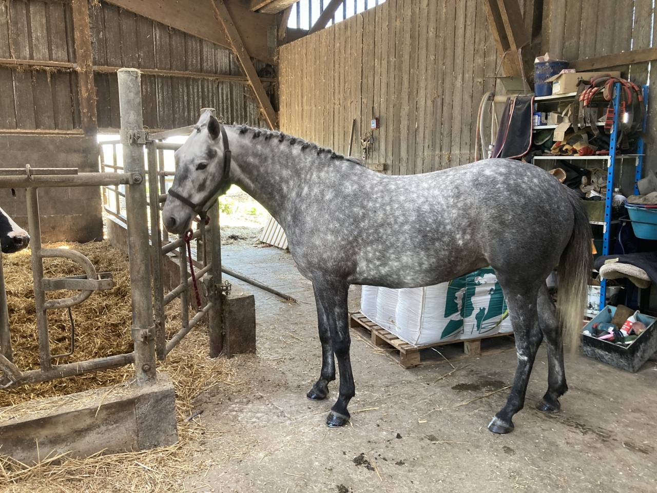 Merrie Franse rijpony PFS Te koop 2022 Schimmel