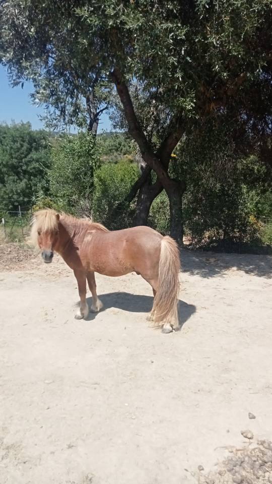Hengst Shetland Te koop 2009 Vos