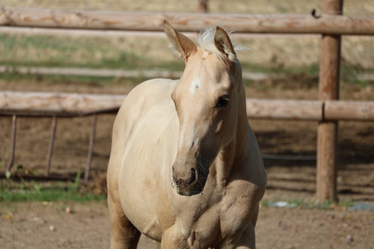 Veulen (ml) Zangersheide Te koop 2026 Palomino ,  Silverlinnings St georges