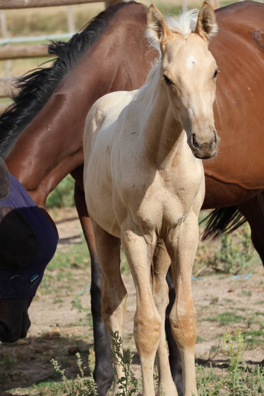 Veulen (ml) Zangersheide Te koop 2026 Palomino ,  Silverlinnings St georges