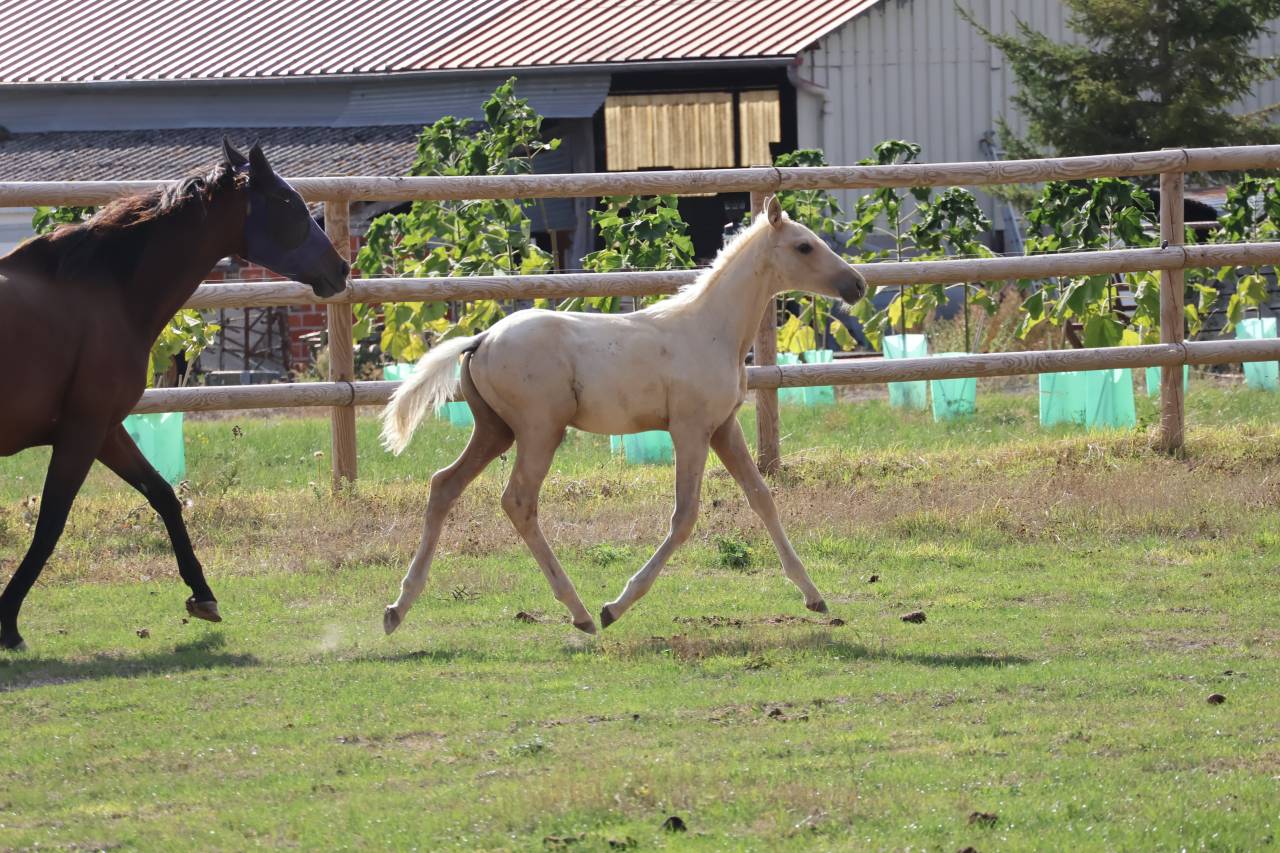 Veulen (ml) Zangersheide Te koop 2026 Palomino ,  Silverlinnings St georges