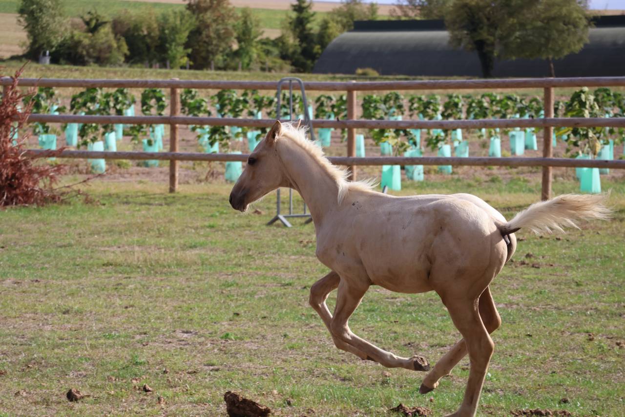 Veulen (ml) Zangersheide Te koop 2026 Palomino ,  Silverlinnings St georges