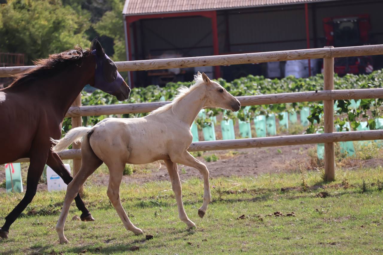 Veulen (ml) Zangersheide Te koop 2026 Palomino ,  Silverlinnings St georges